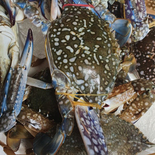 Kepiting Rajungan Laut Segar